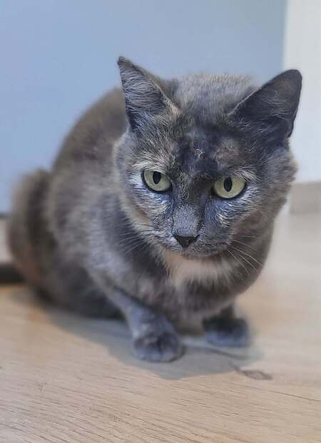 Adopter Satie