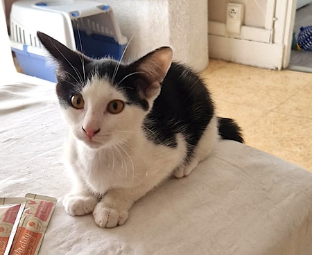 Adopter SUCHI