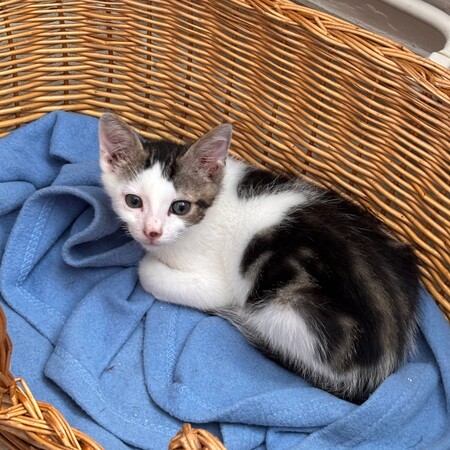 Adopter Bourbon