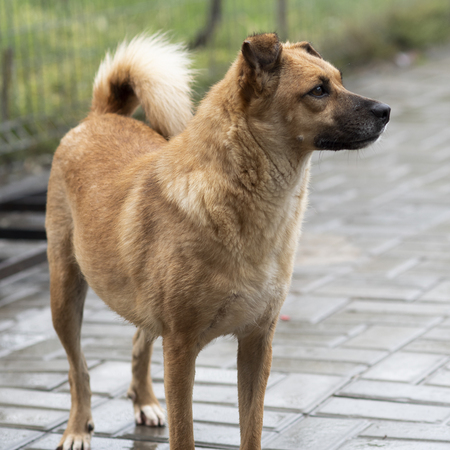 Adopter Hoa