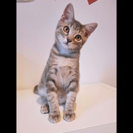Adopter KODA