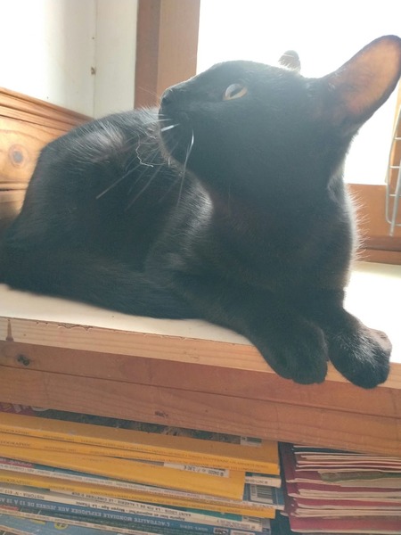 Adopter Bonbon