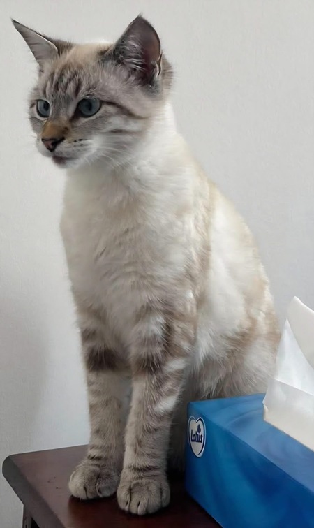 Adopter Fionnula 