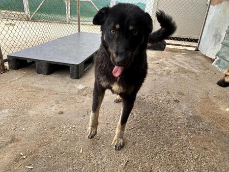 Adopter Feli