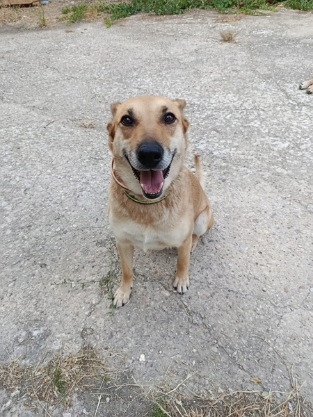 Adopter MIA