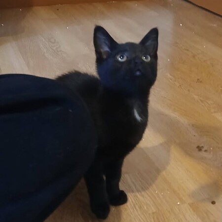 Adopter Sael