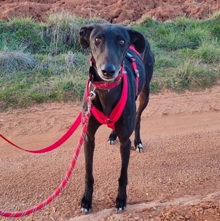 Adopter Star