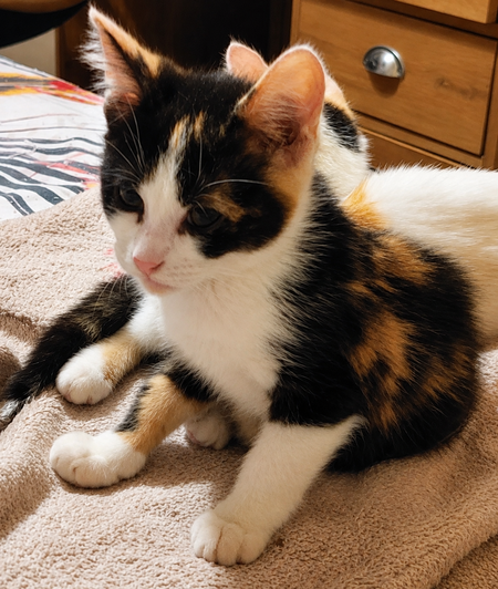 Adopter Betty Boop