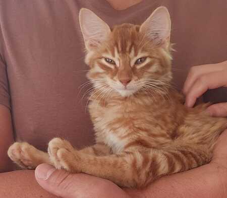 Adopter Vanille 