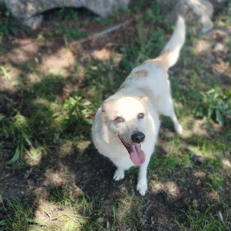 Adopter Martin
