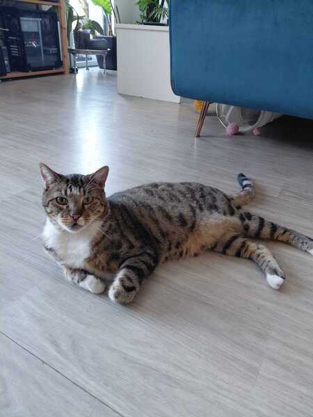 Adopter Doudou