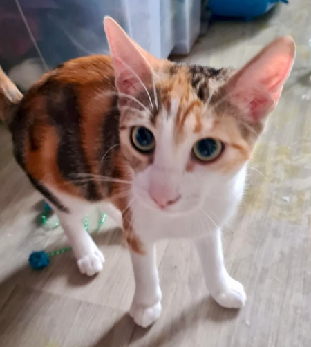 Adopter Betty