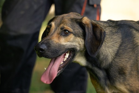 Adopter DARKO