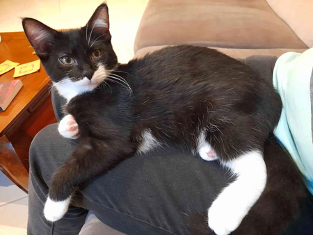 Adopter Chanterelle 