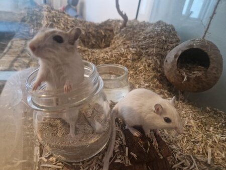 Adopter Ben nuts et jerry