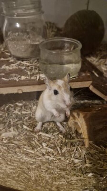 Adopter Ben nuts et jerry