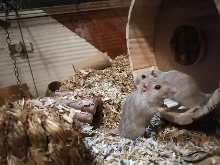 Adopter Citrouille et minnie