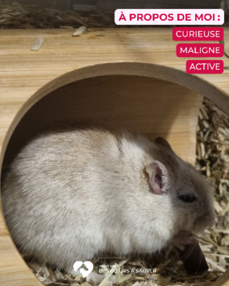 Adopter Cricy