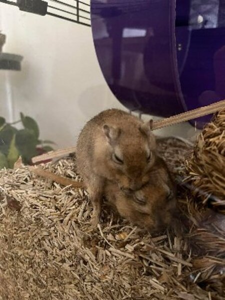 Adopter Patty et selma