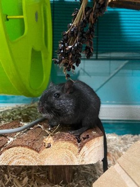 Adopter Réglisse et pastis