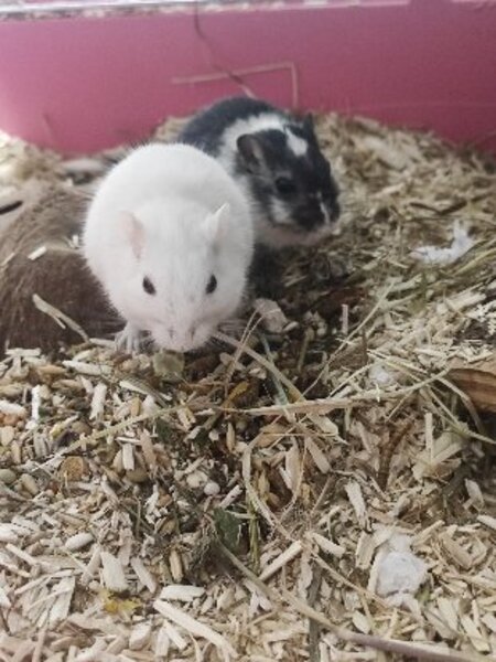 Adopter Yin et yang