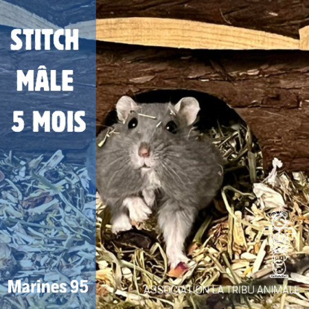 Adopter Stitch
