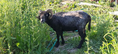 Adopter Bélézebuth