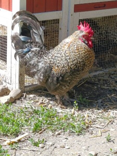 Adopter Ana et gustave