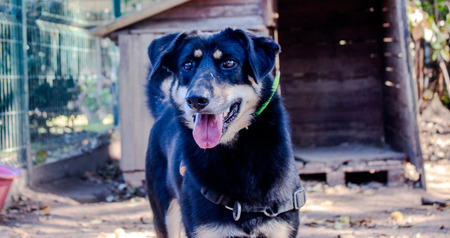 Adopter Vaya