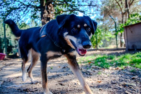 Adopter Vaya