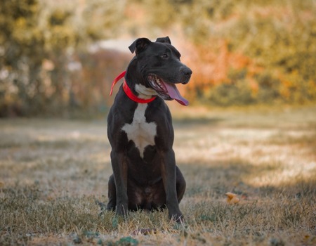 Adopter kaino