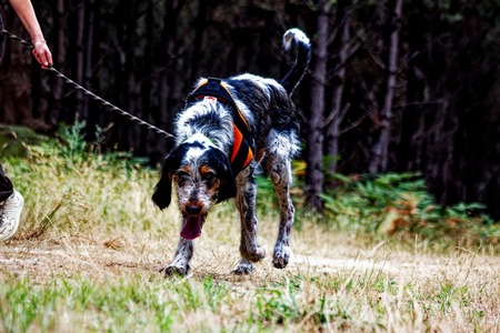 Adopter DOBBY