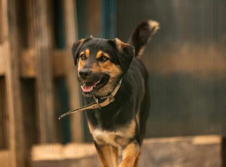 Adopter Youri