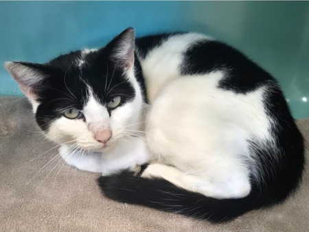 Adopter Sofia