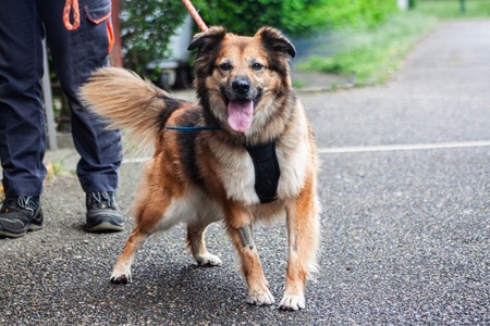 Adopter Nala