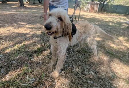 Adopter Broussaille