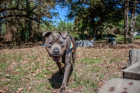 Adopter JUICE