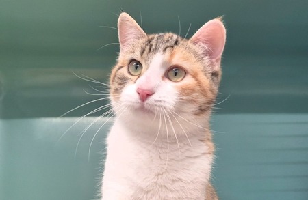 Adopter Malisse