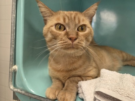 Adopter bowie