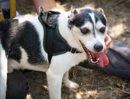 Adopter Pacha
