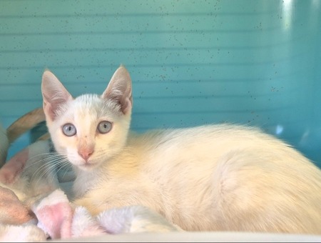 Adopter RAMSES
