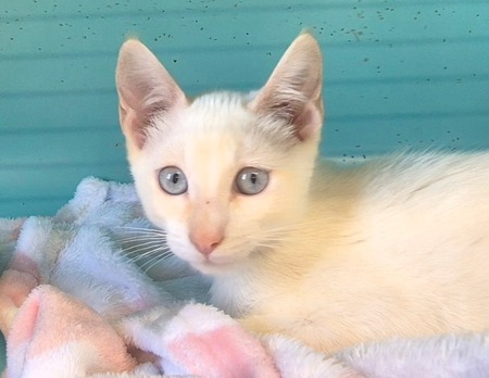 Adopter RAMSES