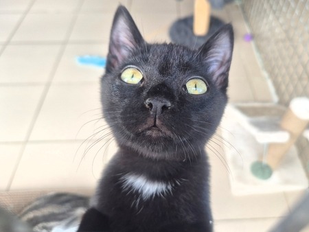 Adopter Bidart