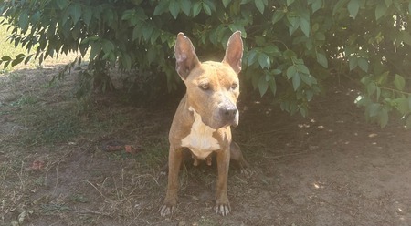 Adopter Médusa
