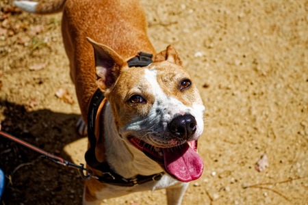 Adopter RED