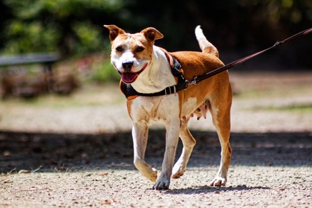 Adopter RED