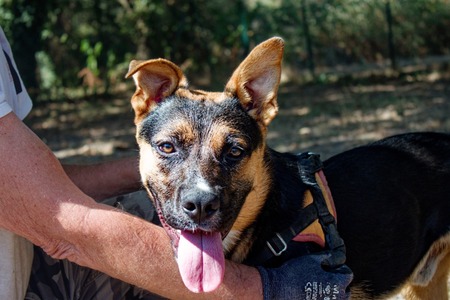 Adopter GUS