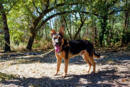Adopter GUS