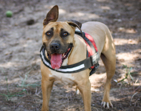 Adopter MARS