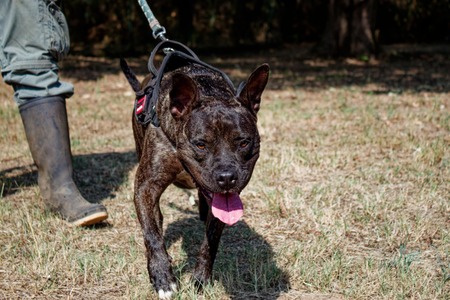 Adopter Xena